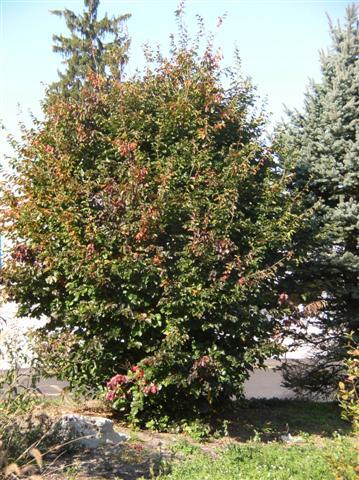 Persian Parrotia tree